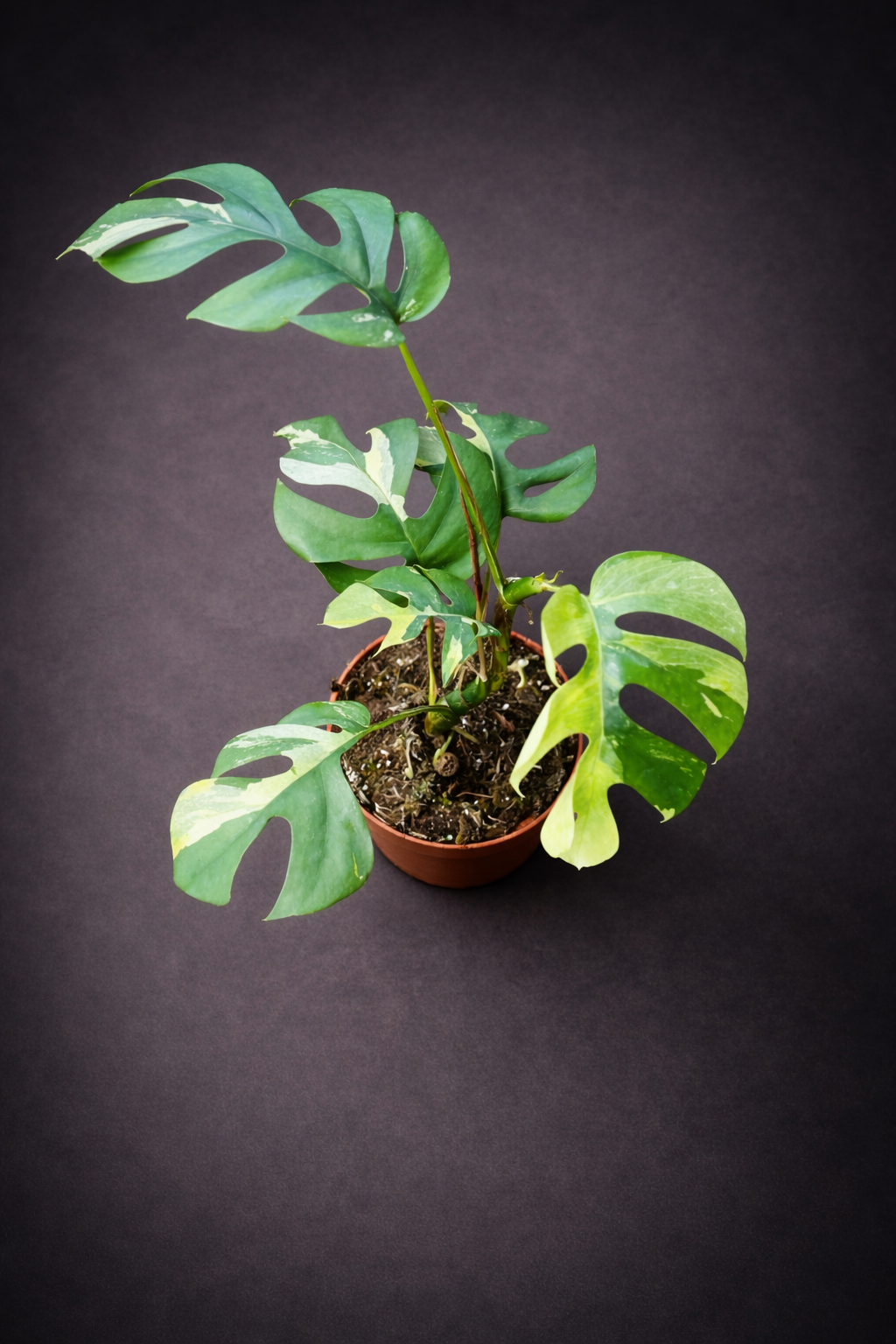 Rhaphidophora Tetrasperma Variegata