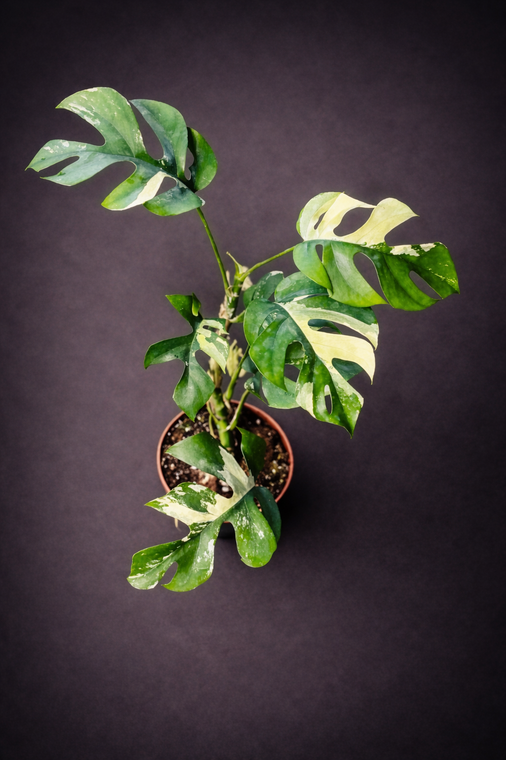 Rhaphidophora Tetrasperma Variegata