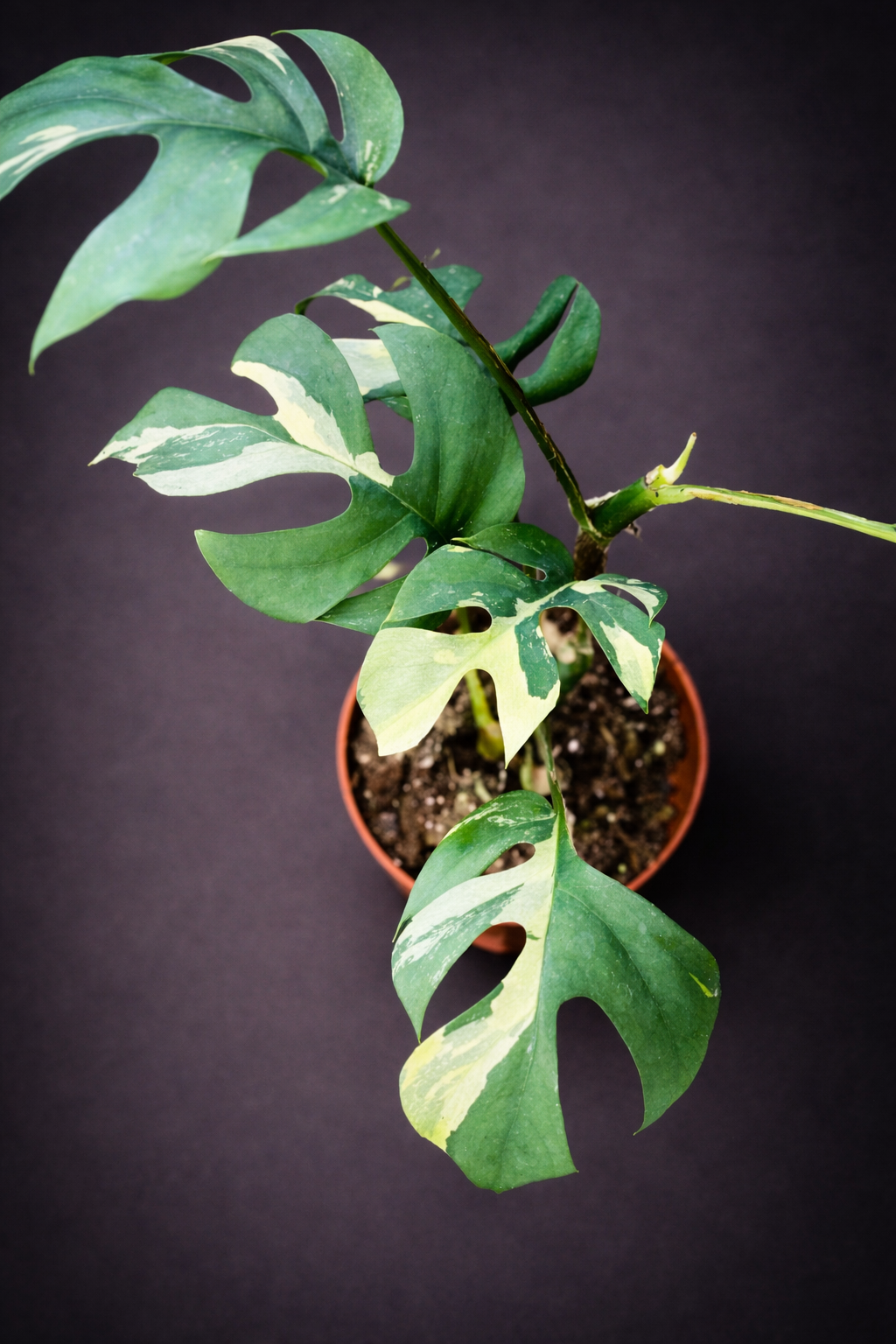 Rhaphidophora Tetrasperma Variegata