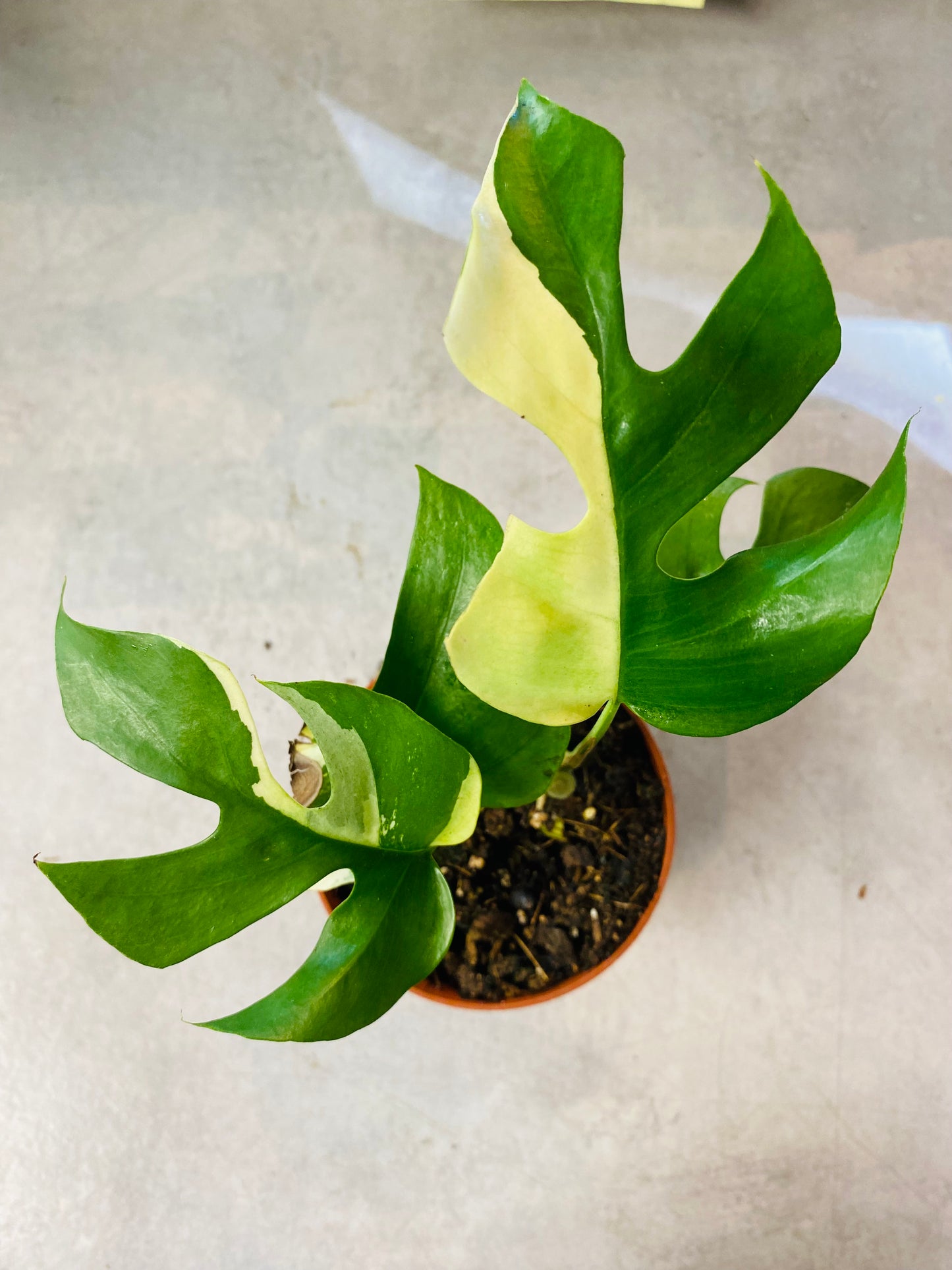 Rhaphidophora Tetrasperma Variegata