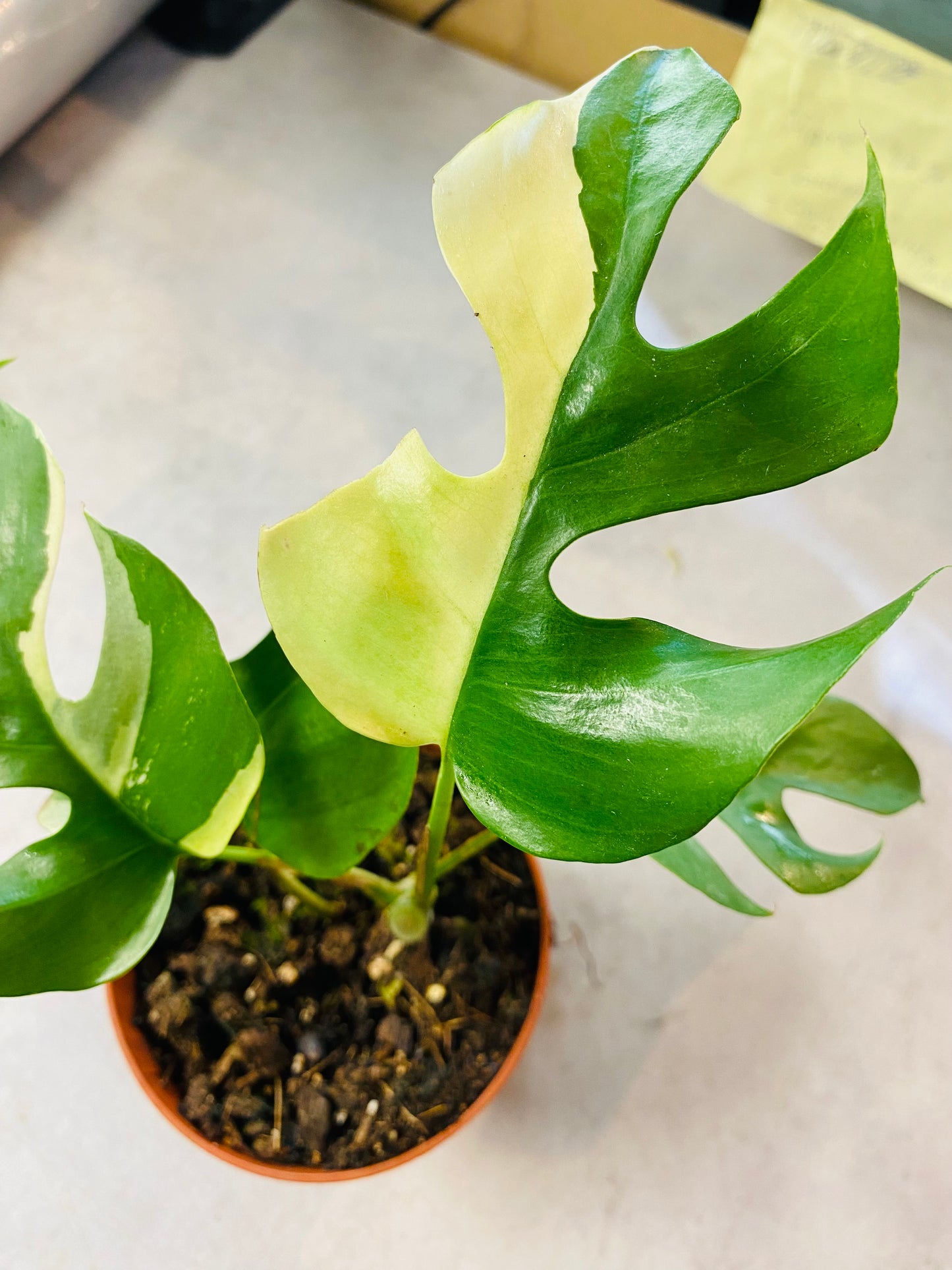 Rhaphidophora Tetrasperma Variegata