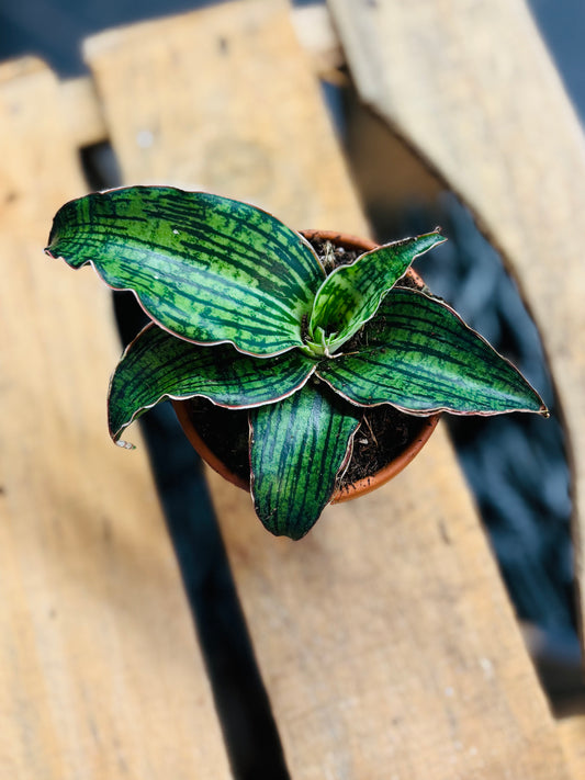 Sansevieria Cleopatra - 8 cm potte
