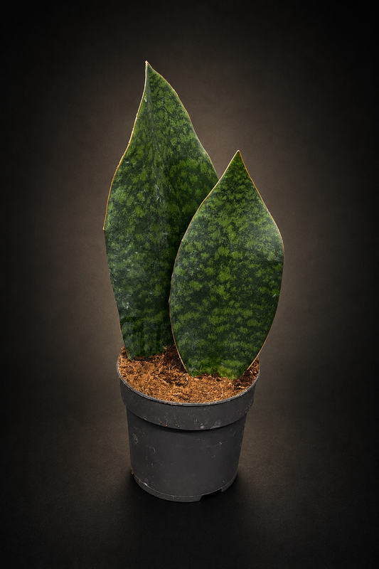 Sansevieria Masoniana