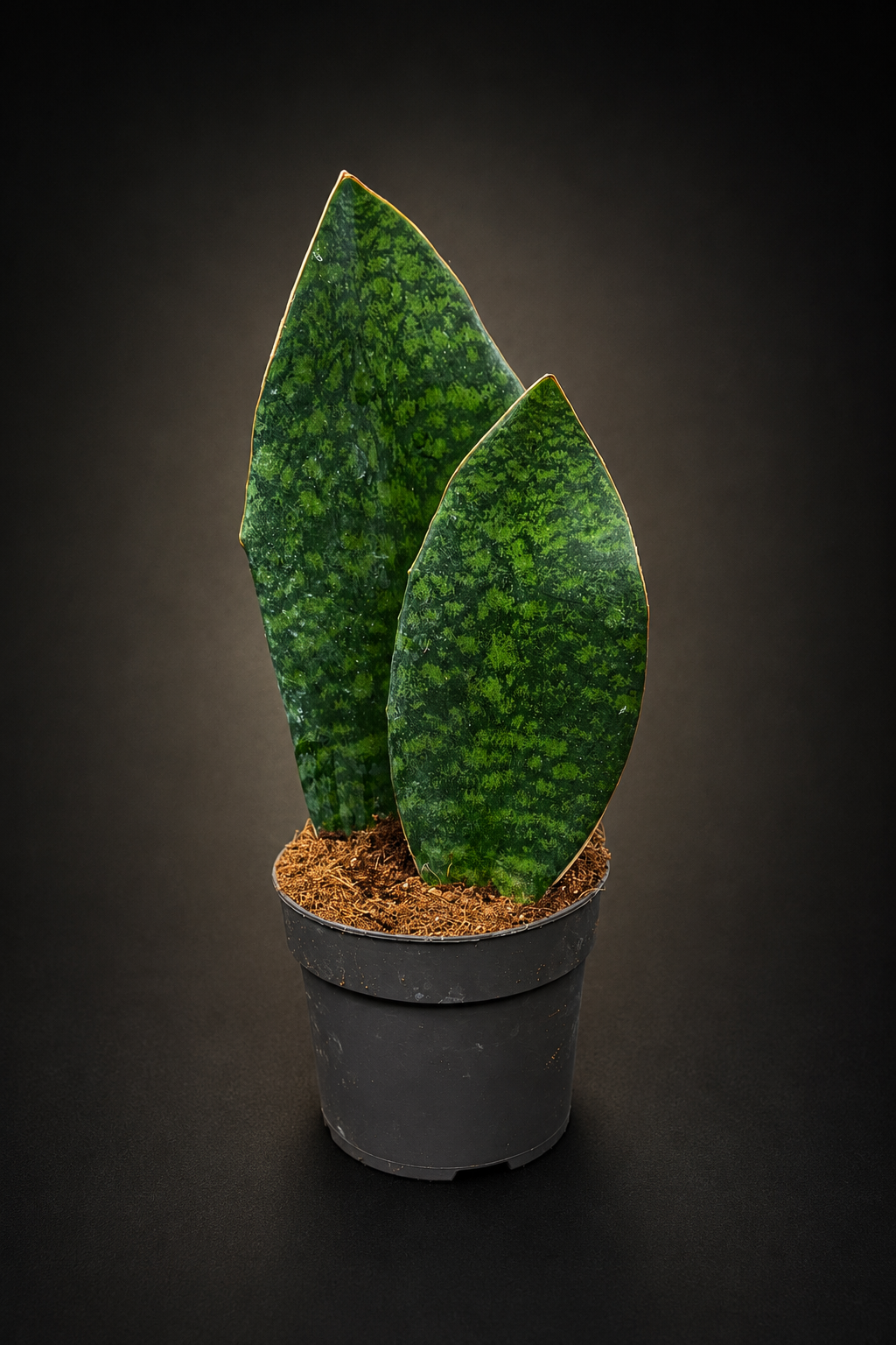 Sansevieria Masoniana