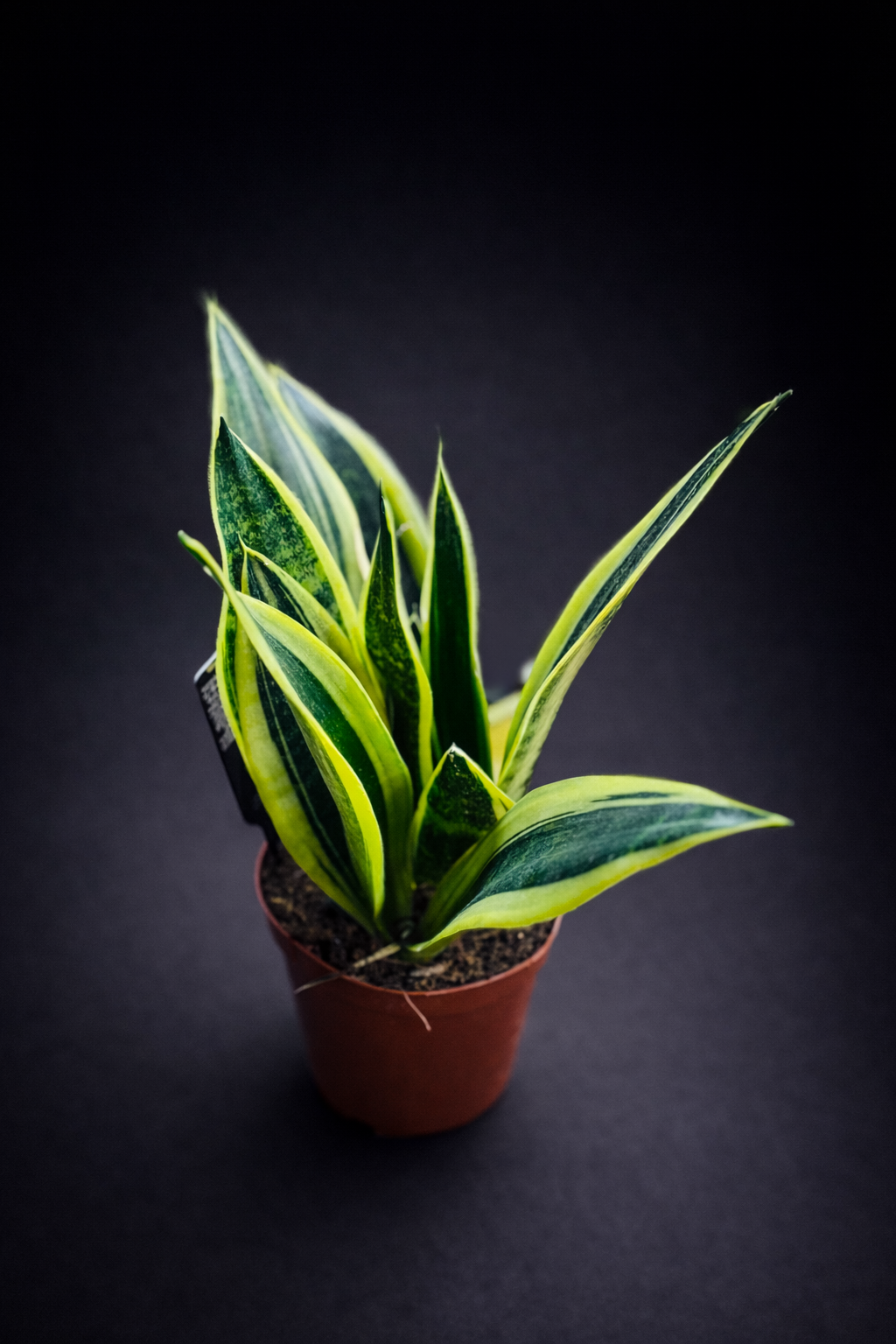 Sansevieria Trifasciata ‘Laurentii’