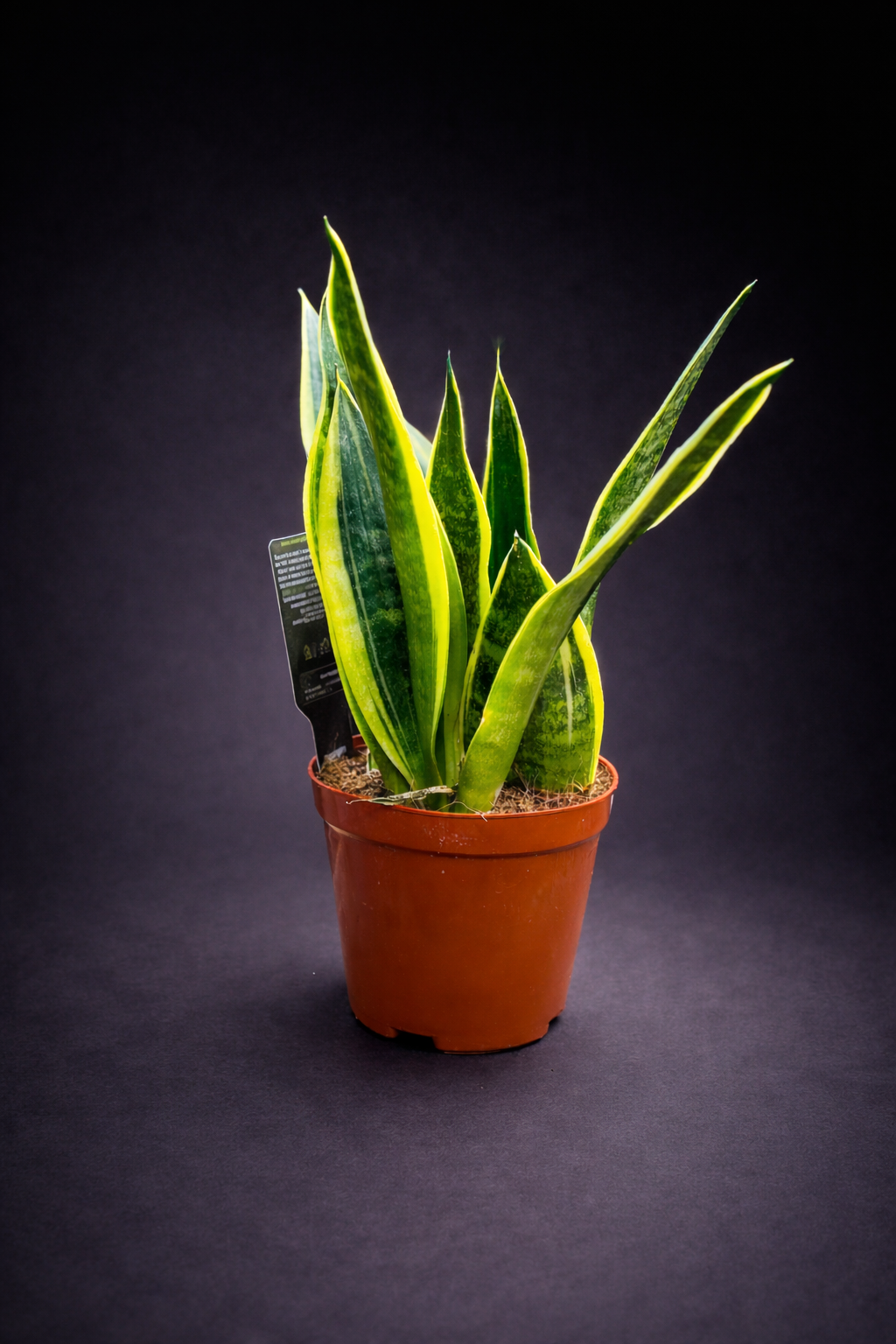 Sansevieria Trifasciata ‘Laurentii’