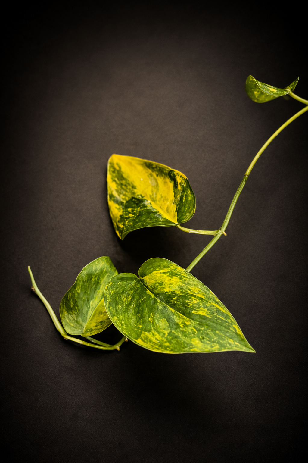 Scindapsus Jade Satin Aurea