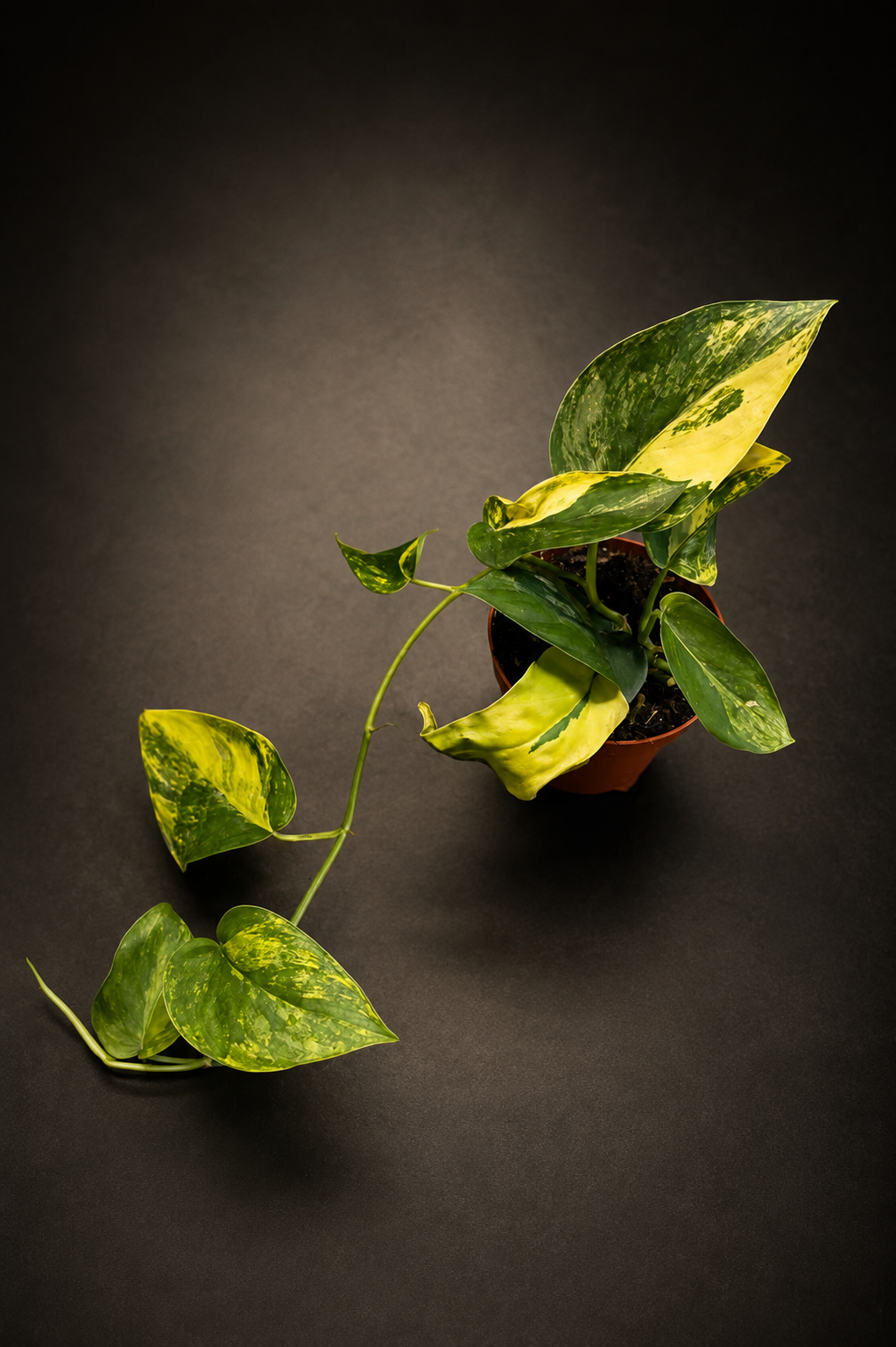 Scindapsus Jade Satin Aurea