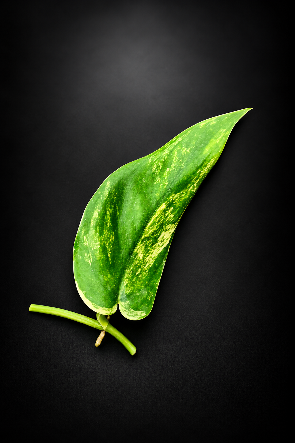 Scindapsus Jade Satin Aurea - Side stikling - Lite