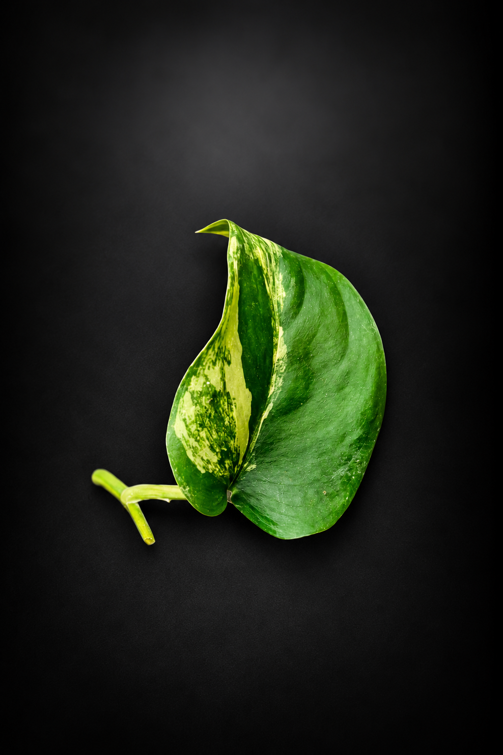 Scindapsus Jade Satin Aurea - Side stikling - Lite