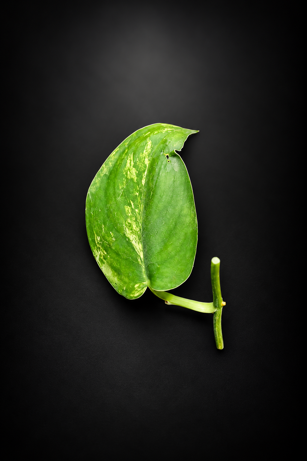 Scindapsus Jade Satin Aurea - Side stikling - Lite