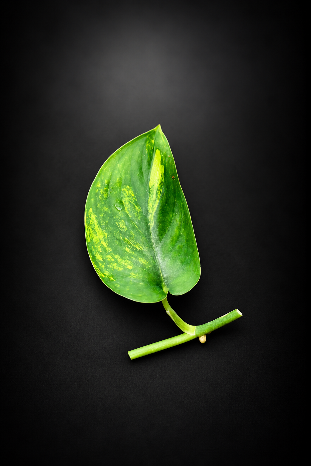 Scindapsus Jade Satin Aurea - Side stikling - Lite
