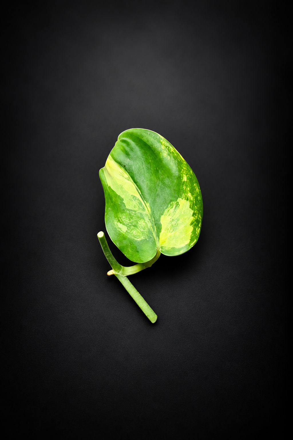 Scindapsus Jade Satin Aurea - Side stikling - Lite