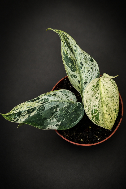 Scindapsus Jade Satin Marble