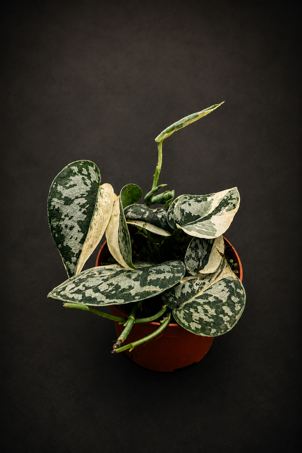 Scindapsus Mayari Variegata - 1