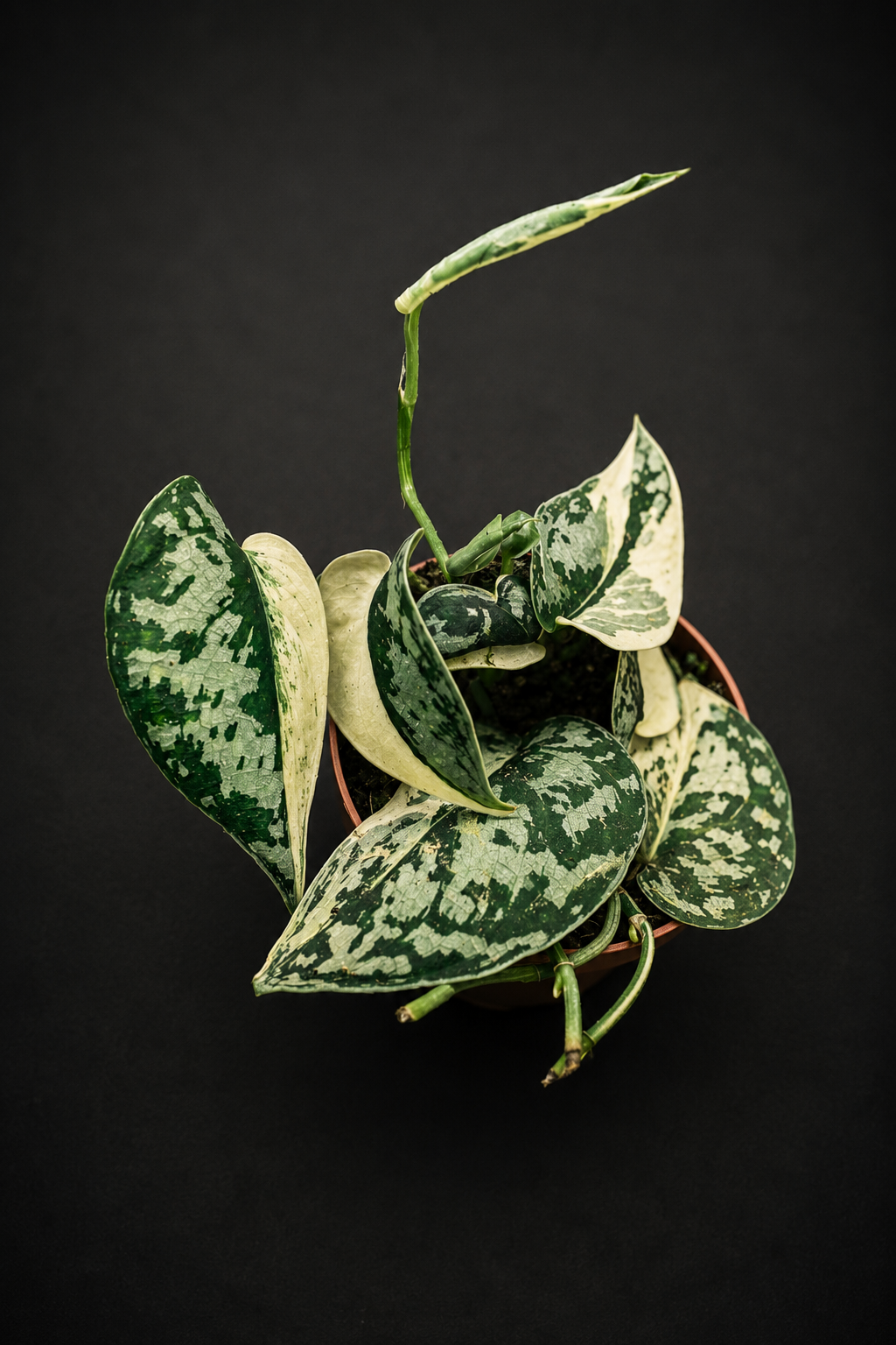 Scindapsus Mayari Variegata - 1