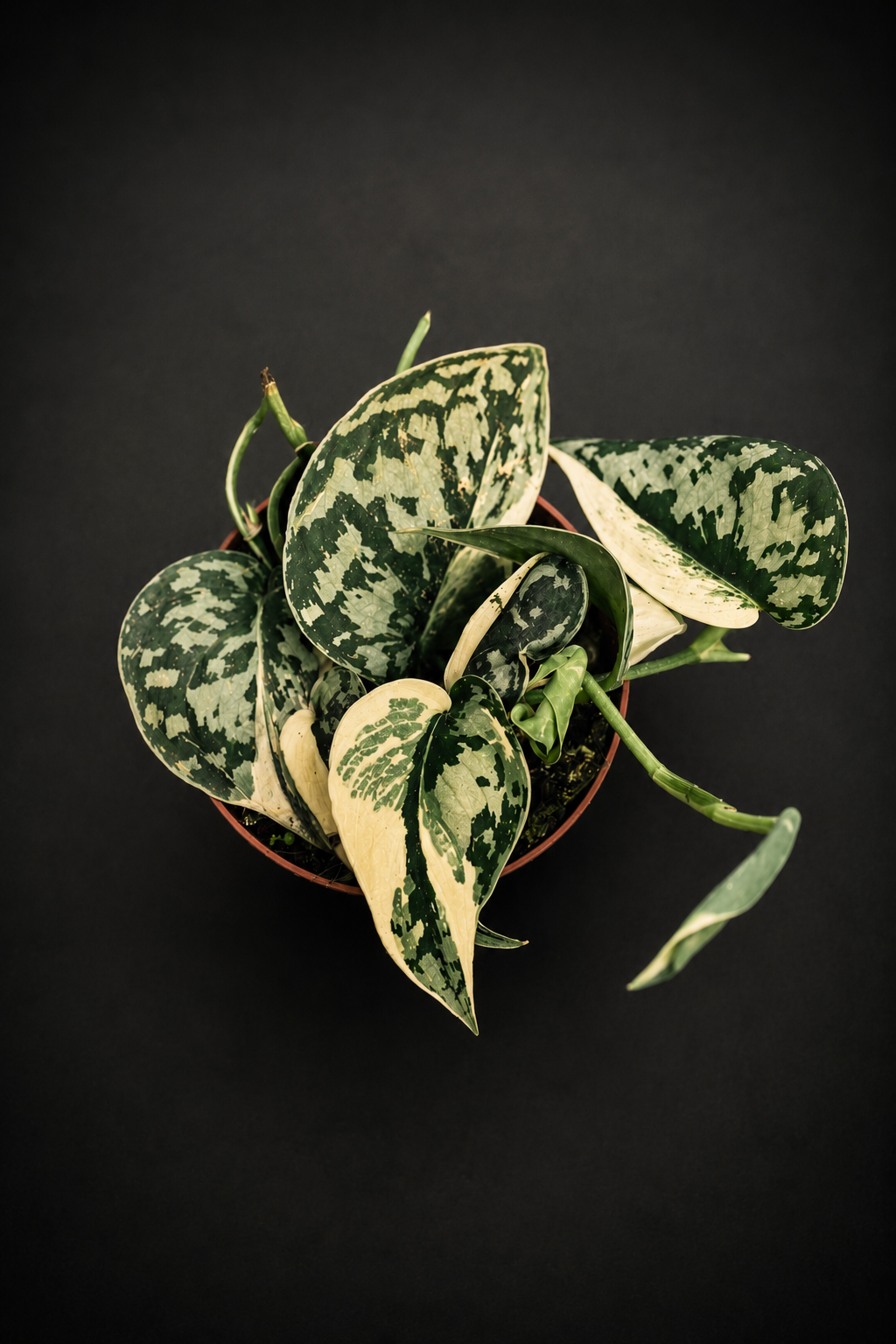 Scindapsus Mayari Variegata - 1