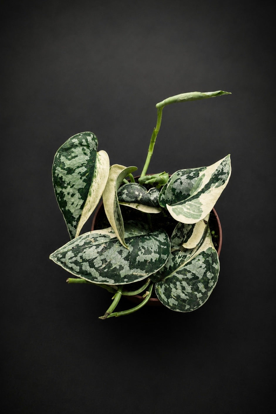 Scindapsus Mayari Variegata - 1