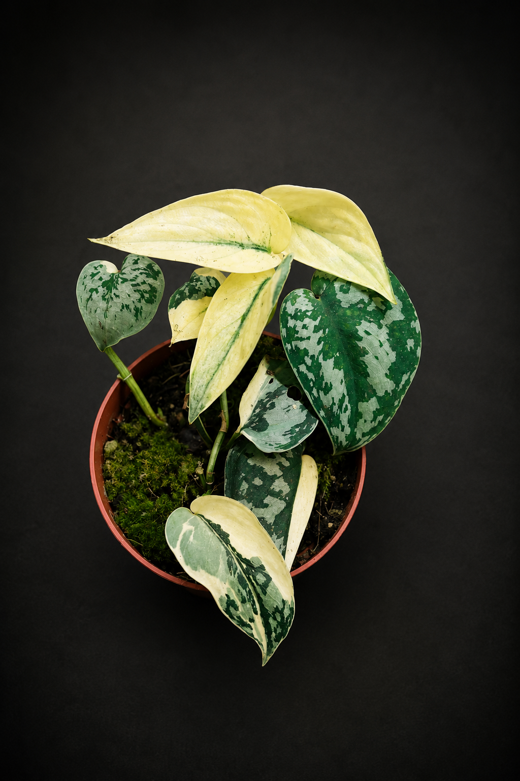 Scindapsus Mayari Variegata - 2