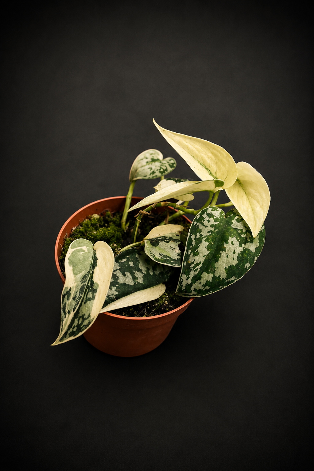 Scindapsus Mayari Variegata - 2