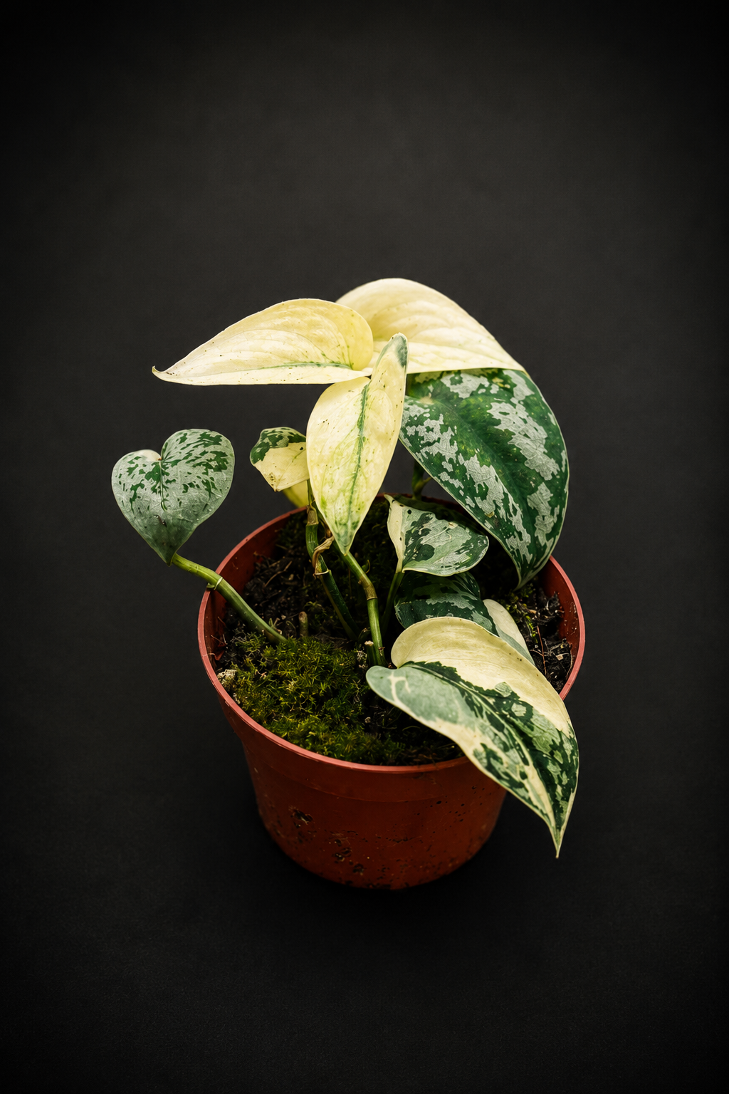 Scindapsus Mayari Variegata - 2