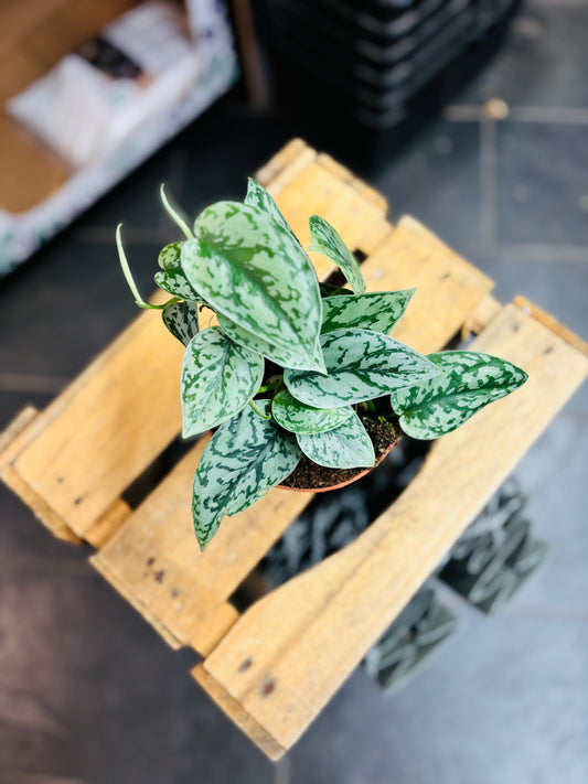 Scindapsus Silver Lady