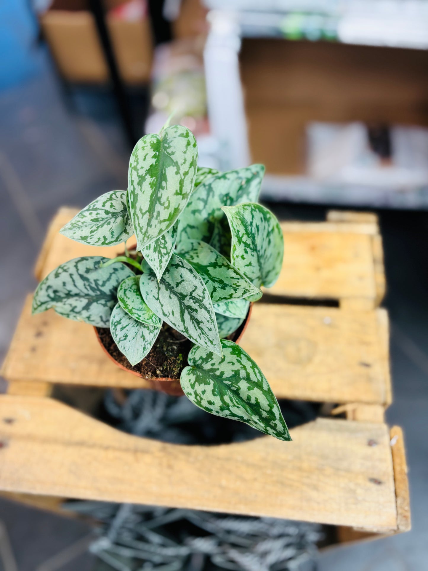 Scindapsus Silver Lady