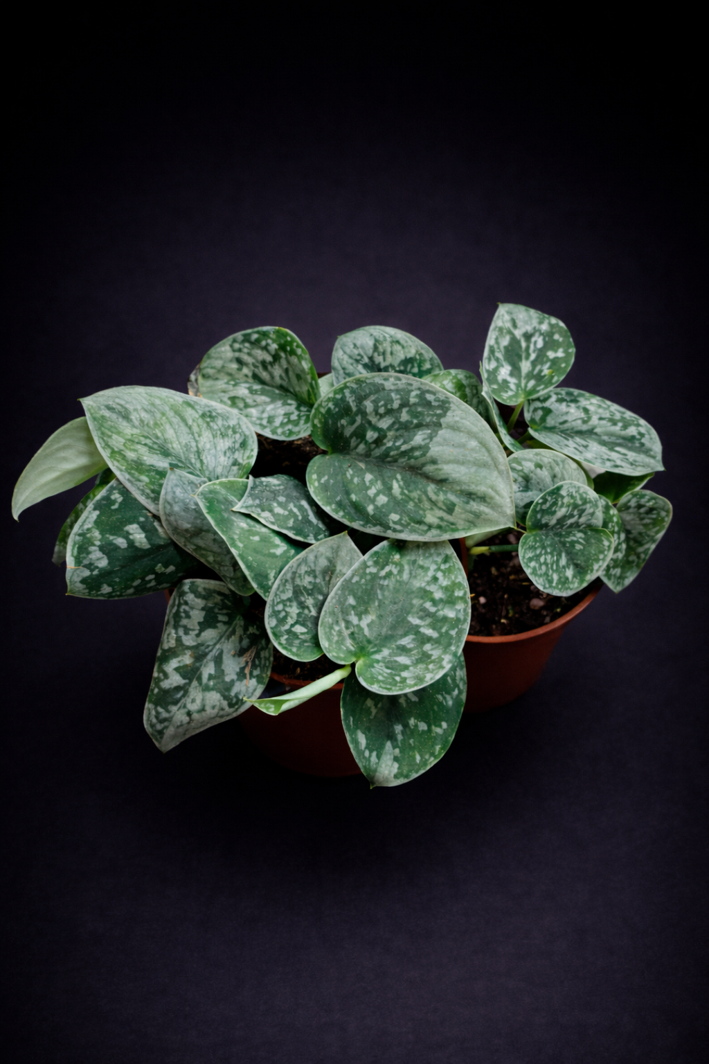 Scindapsus Silvery Ann