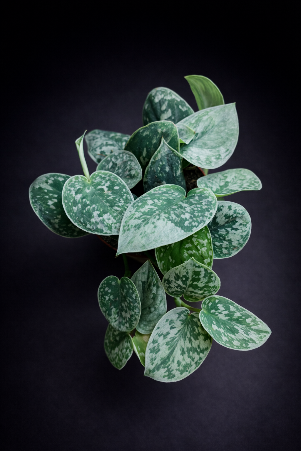 Scindapsus Silvery Ann