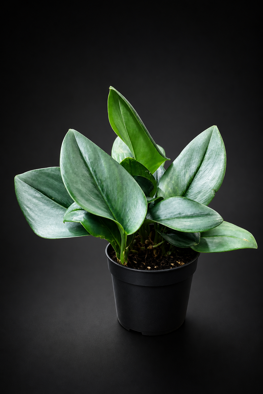 Scindapsus Treubii Moonlight