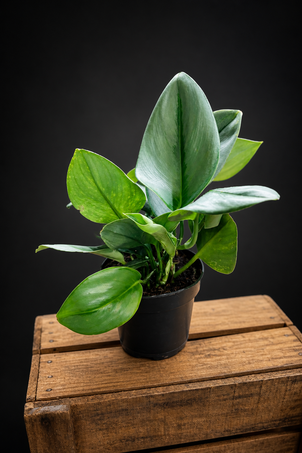 Scindapsus Treubii Moonlight