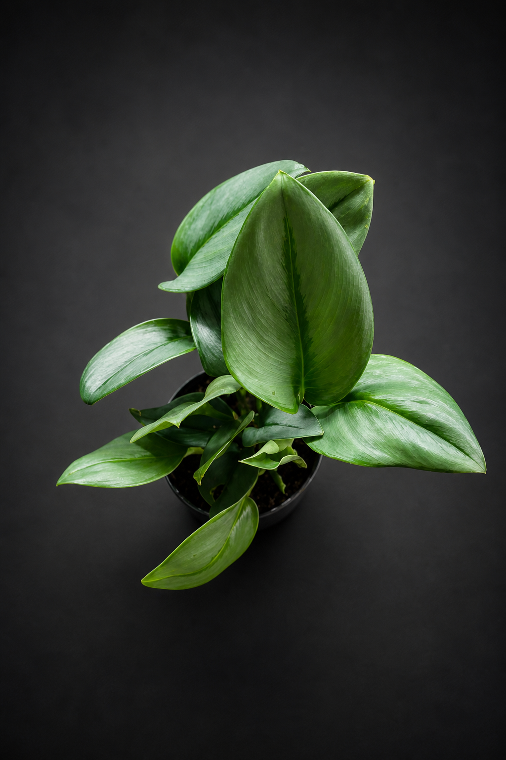 Scindapsus Treubii Moonlight