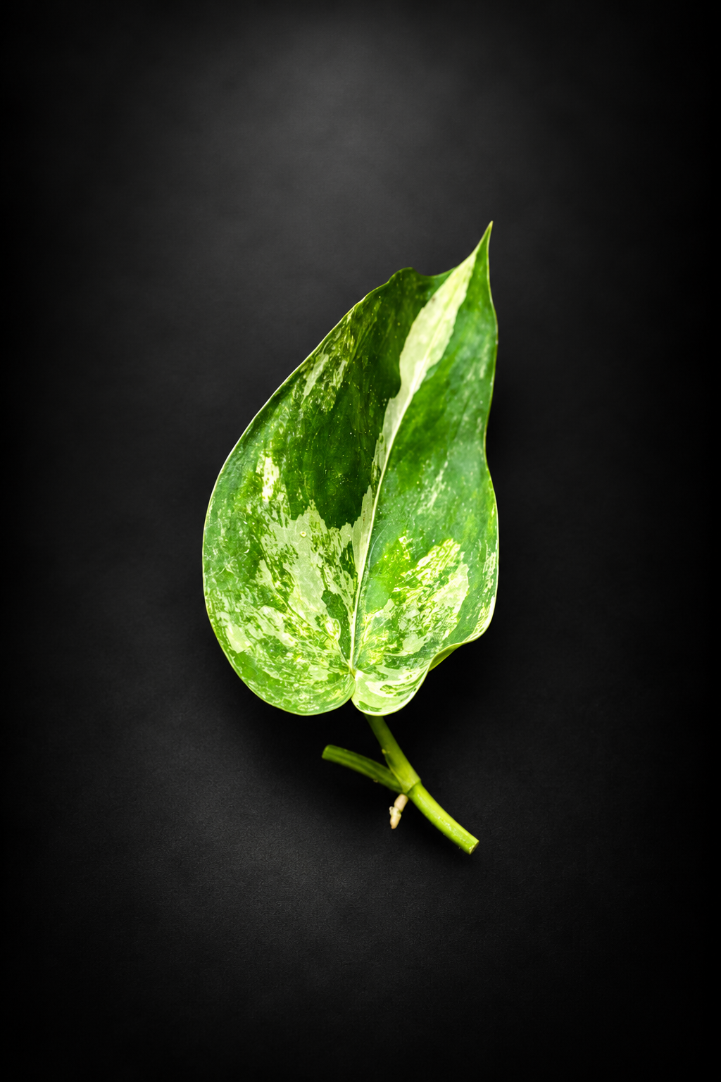 Scindapsus Jade Satin Aurea - Side stikling - Mye