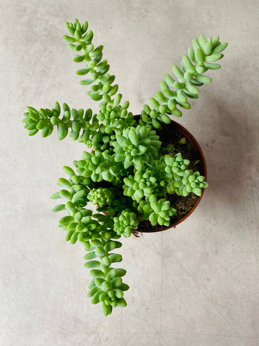 Sedum Burrito