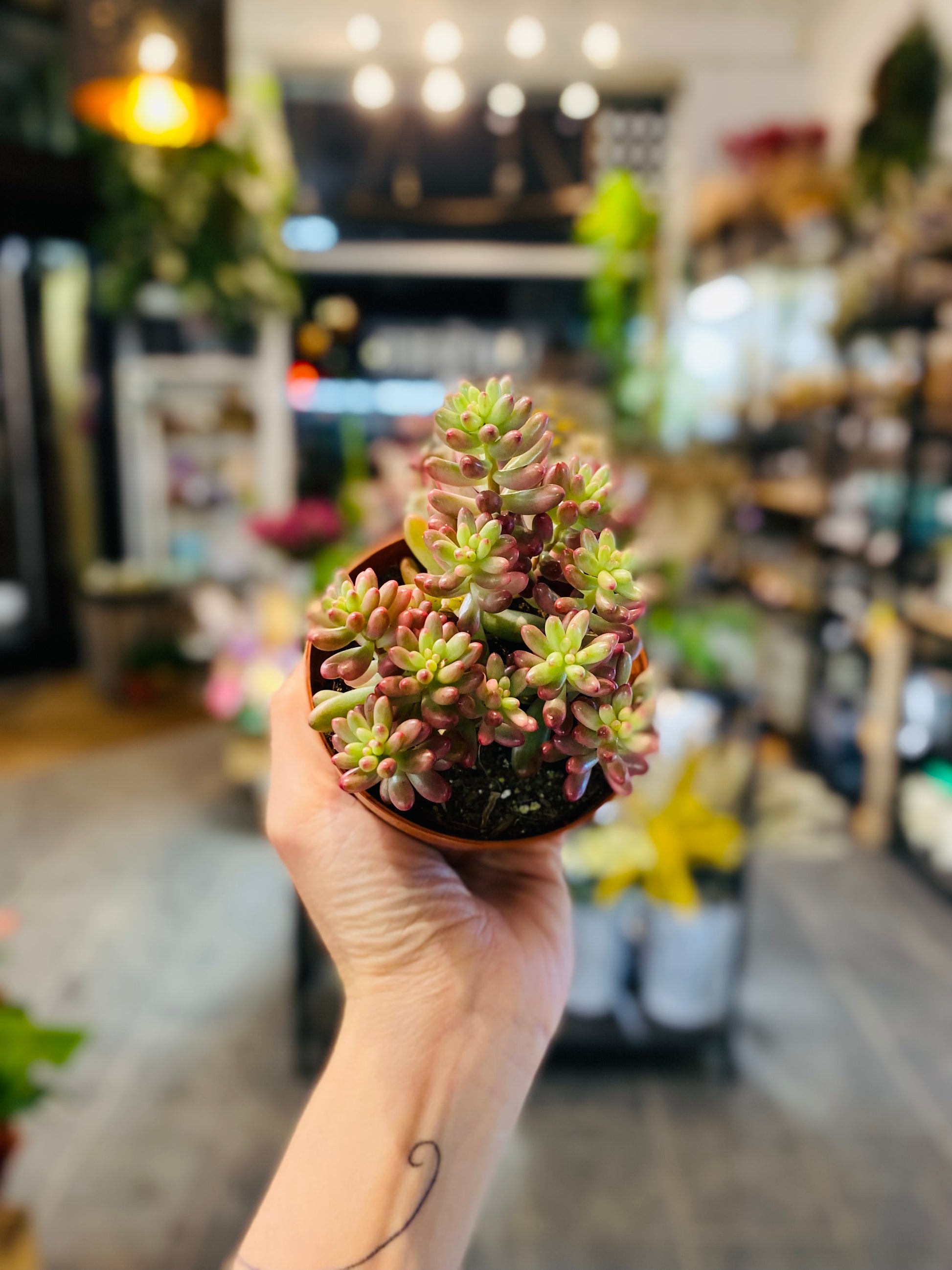 Sedum Rubrotinctum 'Aurora' – Fargerik og Tolerant Sukulent