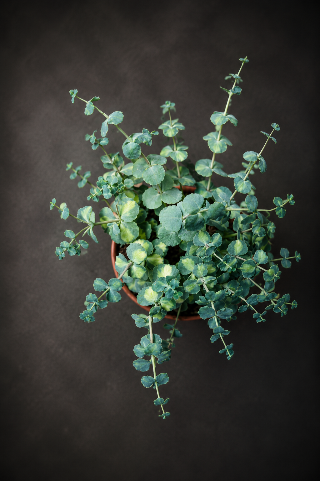 Sedum Sieboldii Variegata