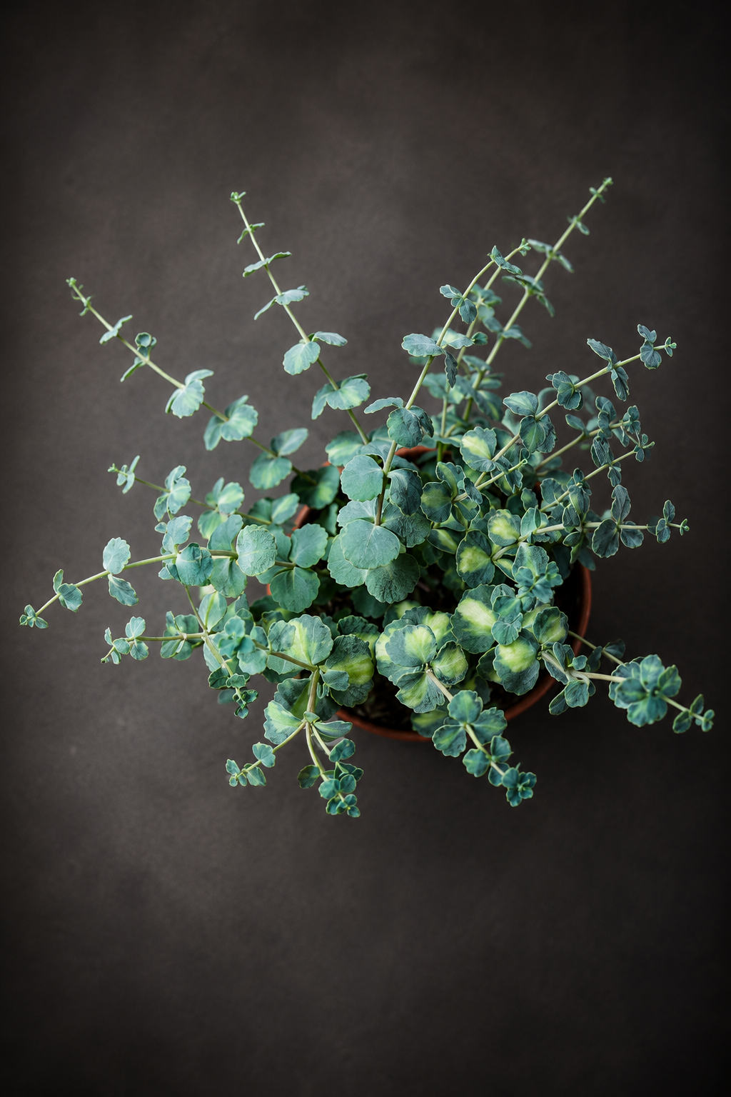 Sedum Sieboldii Variegata