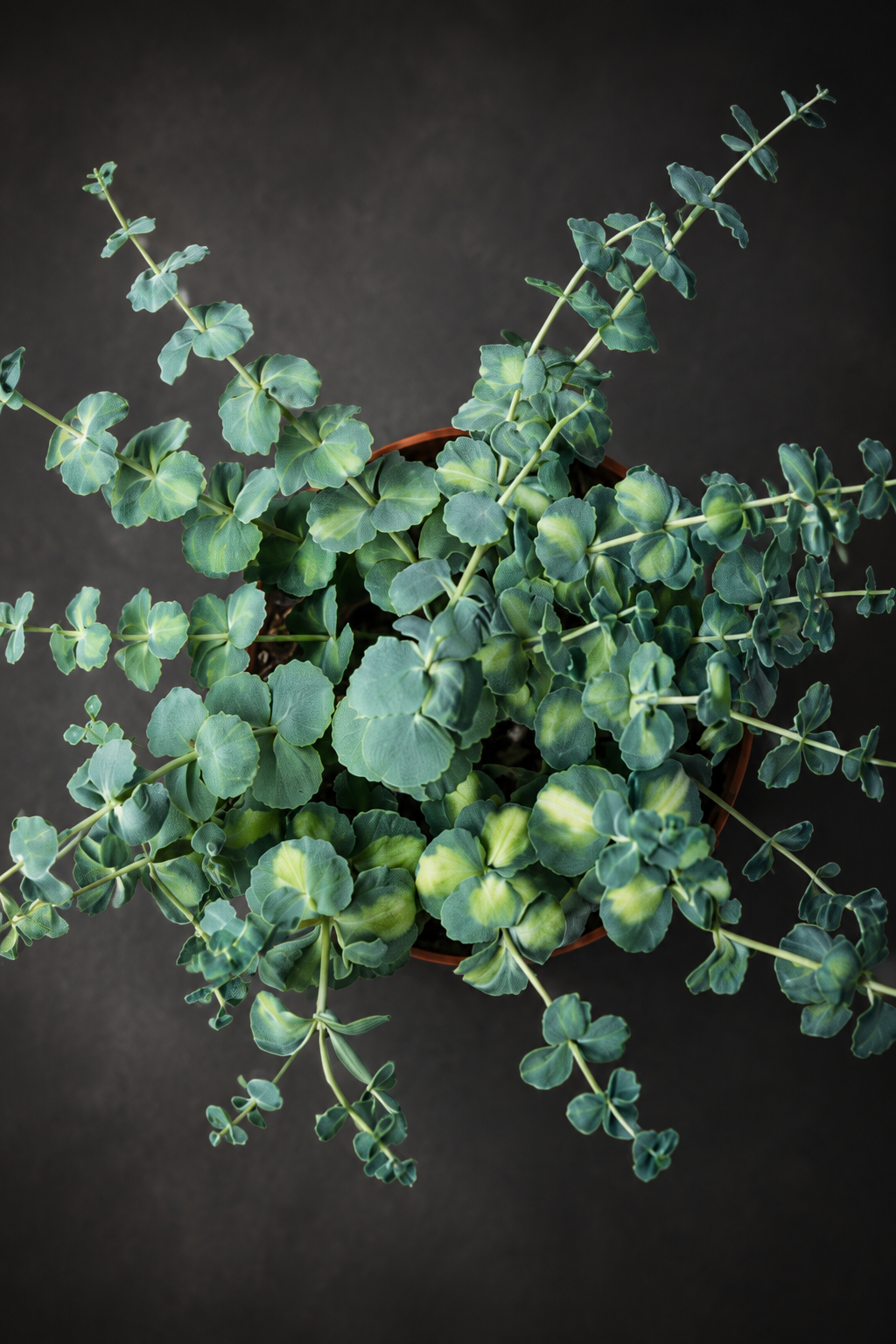 Sedum Sieboldii Variegata