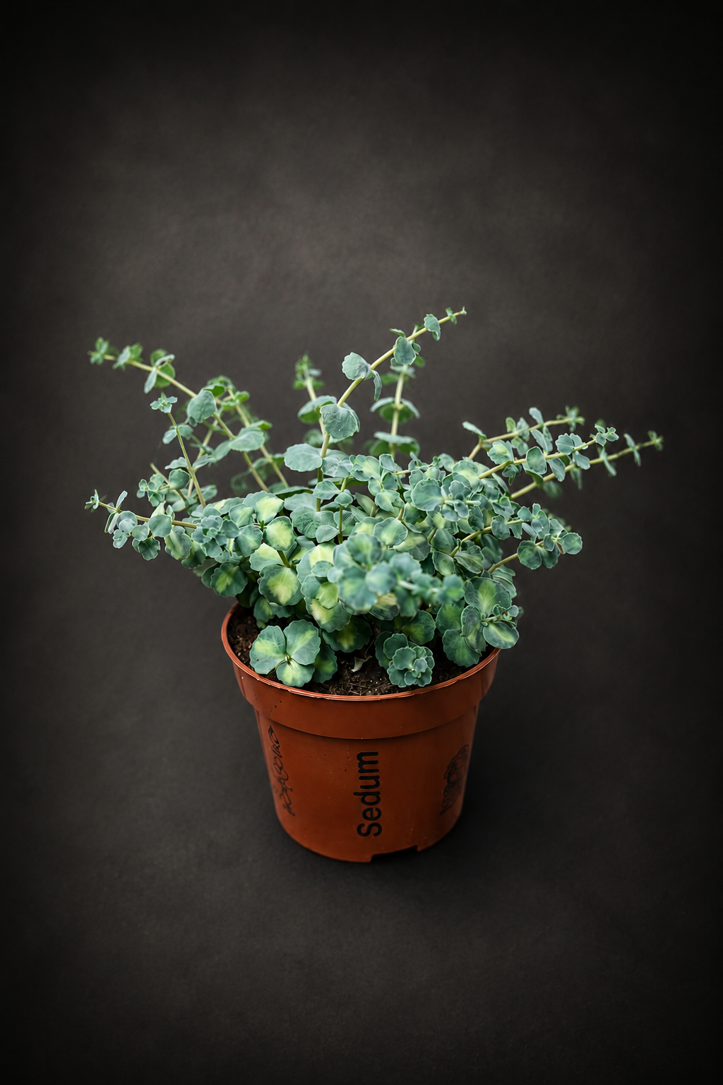Sedum Sieboldii Variegata