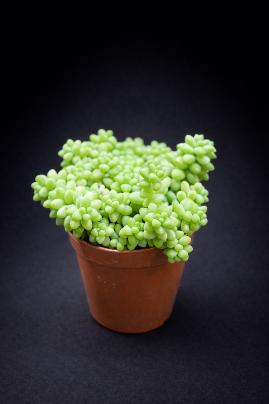 Sedum Burrito