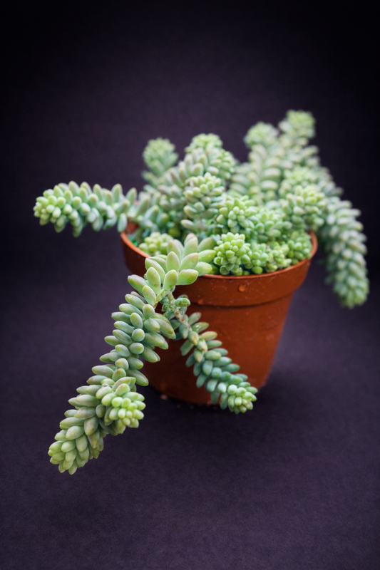 Sedum Burrito