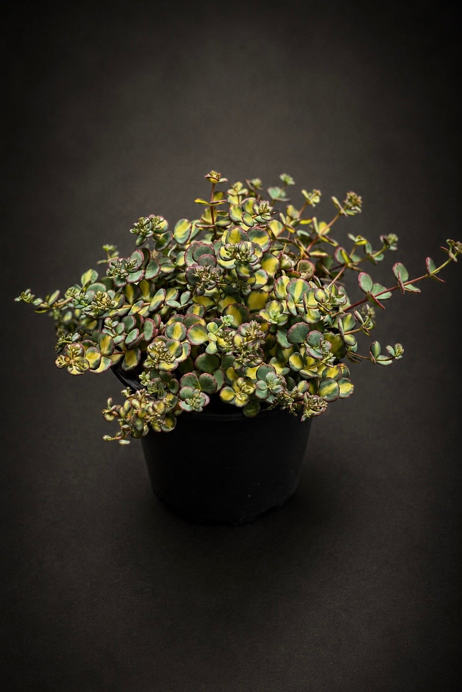 Sedum sieboldii 'Mediovariegatum'