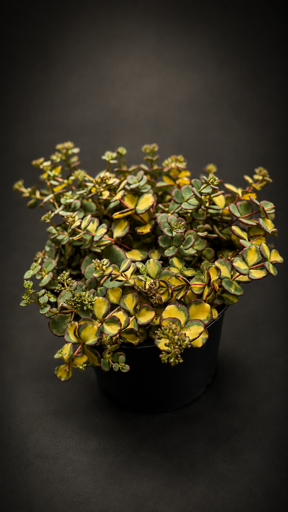 Sedum sieboldii 'Mediovariegatum'