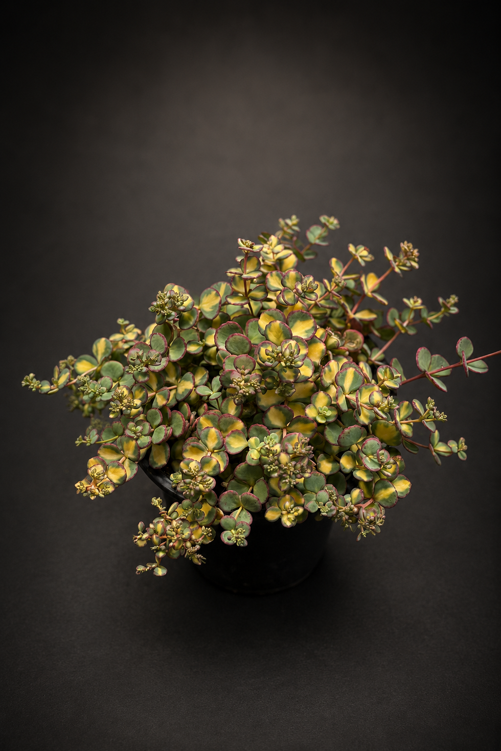 Sedum sieboldii 'Mediovariegatum'