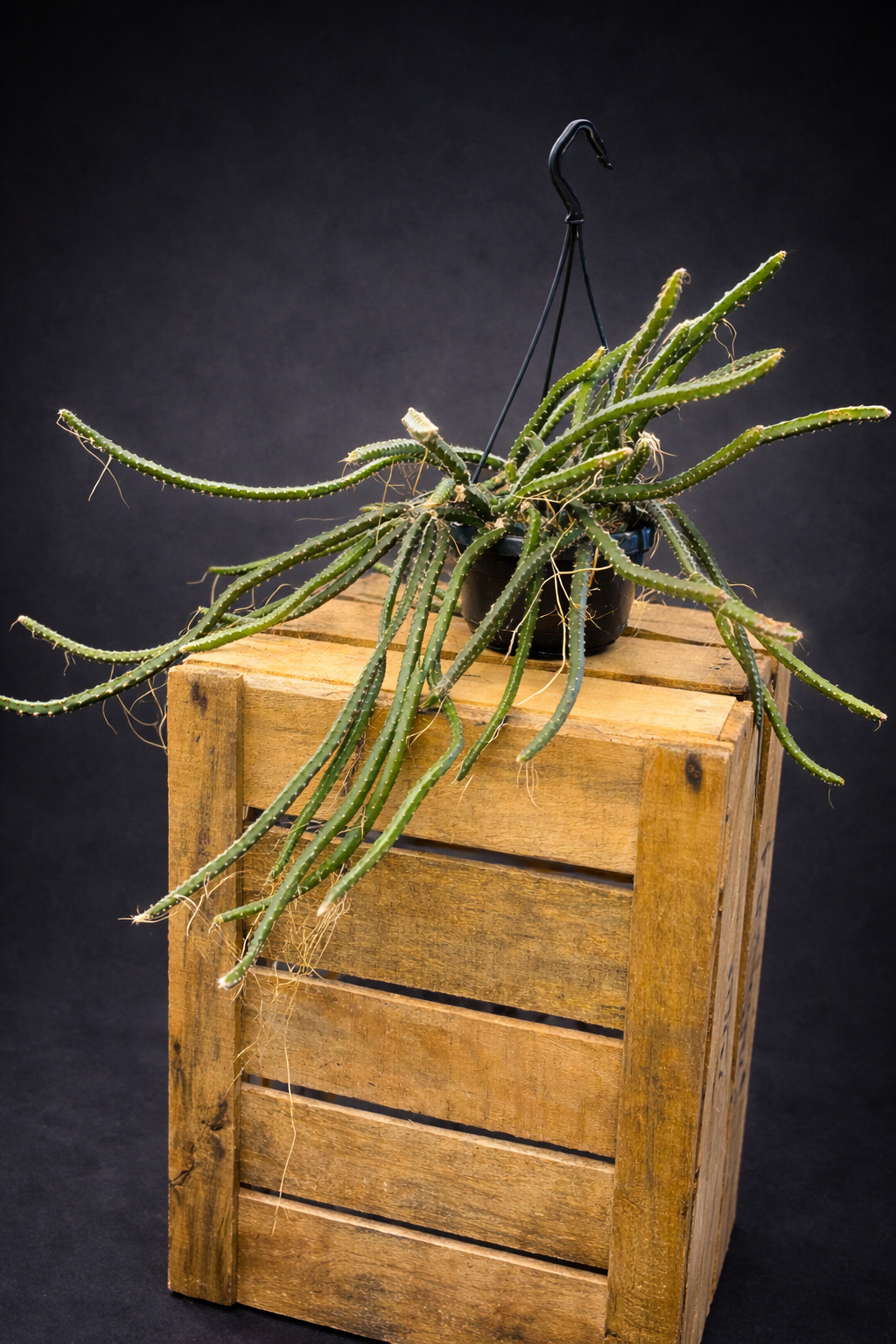 Selenicereus Grandiflorus - Nattens Dronning