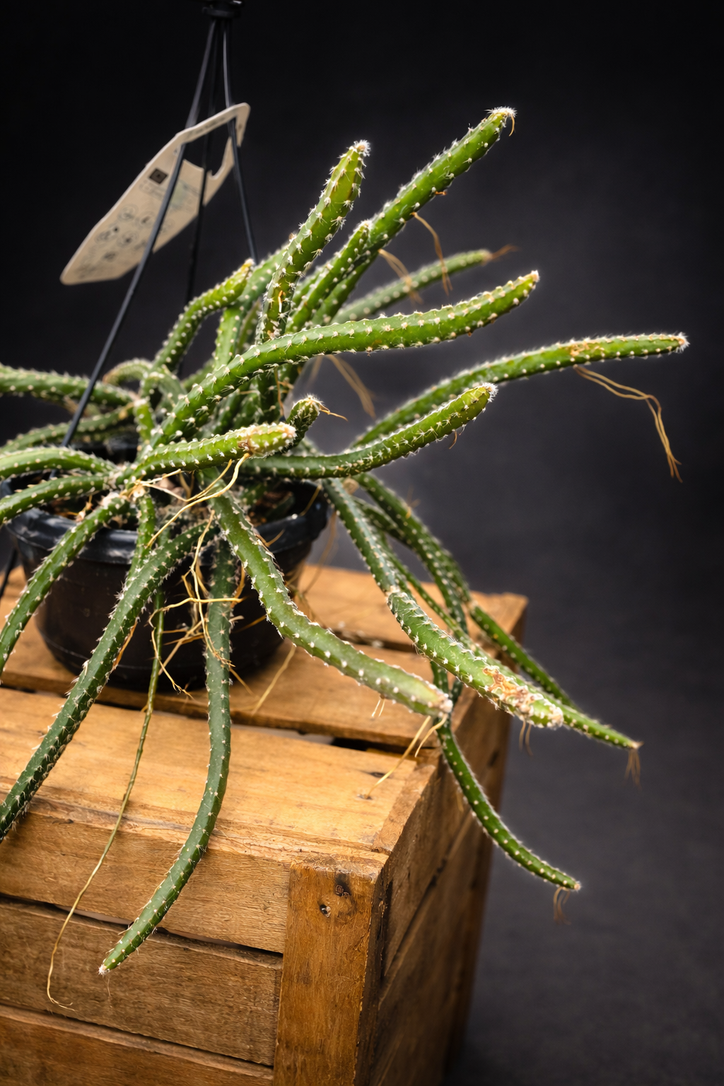 Selenicereus Grandiflorus - Nattens Dronning