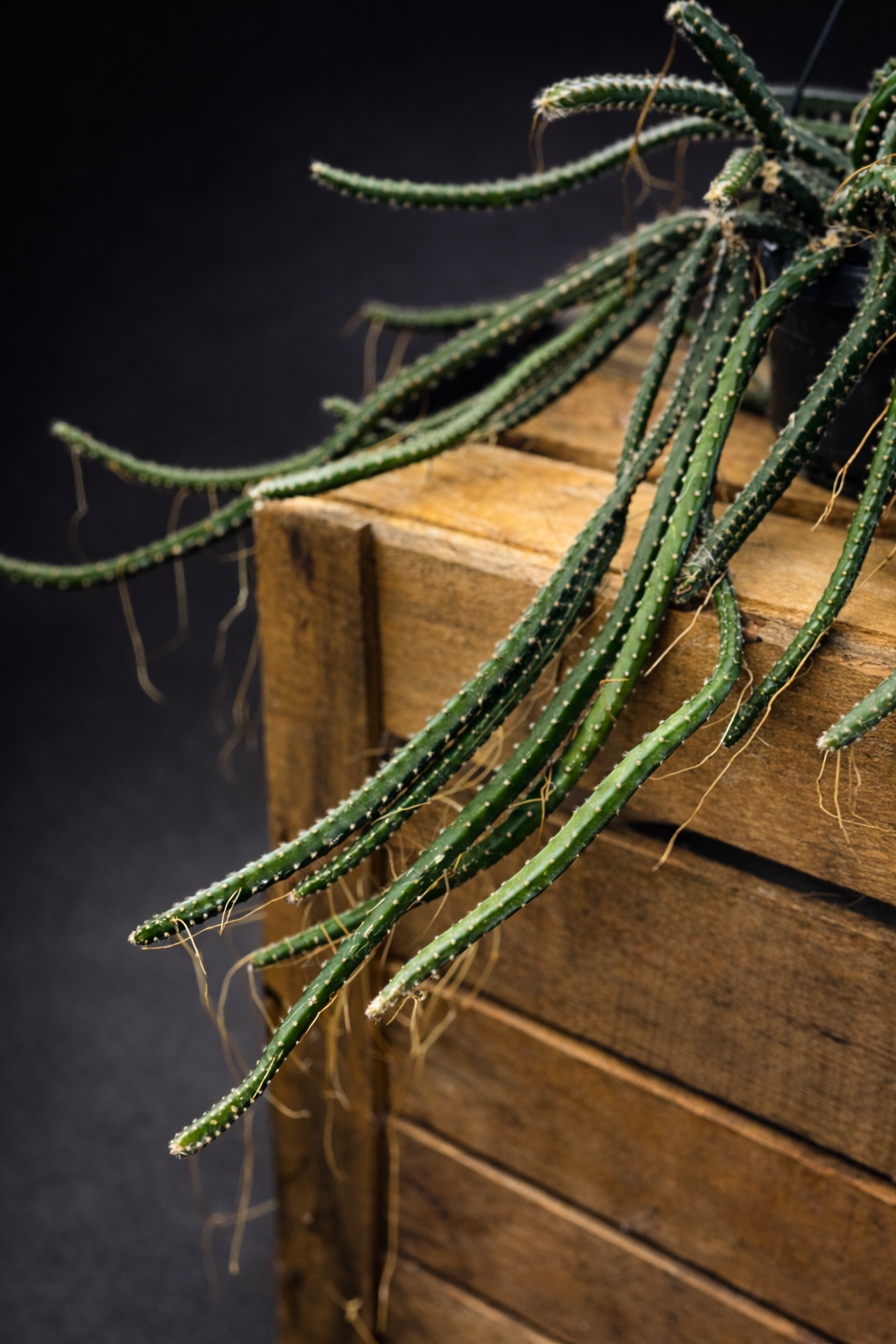 Selenicereus Grandiflorus - Nattens Dronning