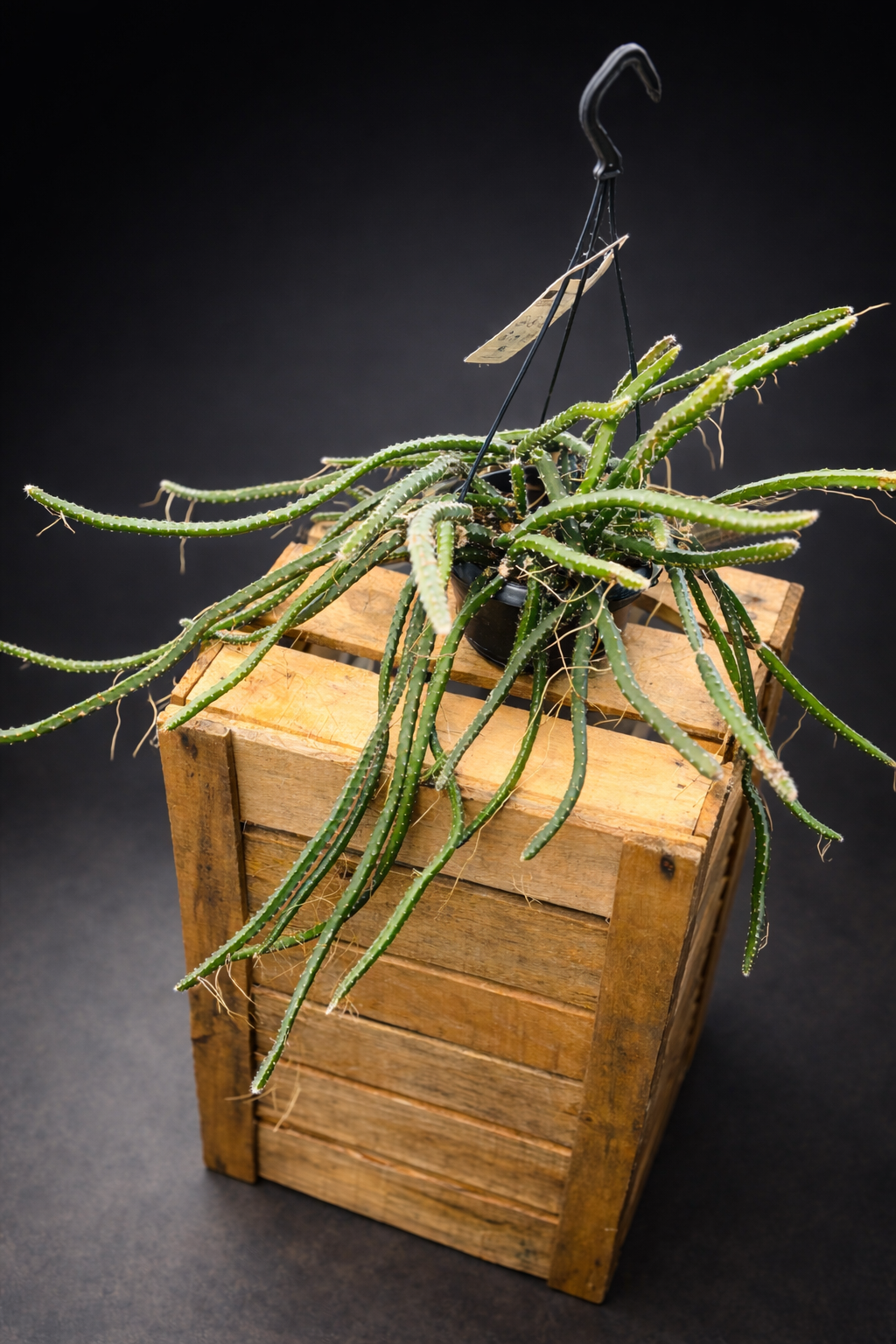 Selenicereus Grandiflorus - Nattens Dronning