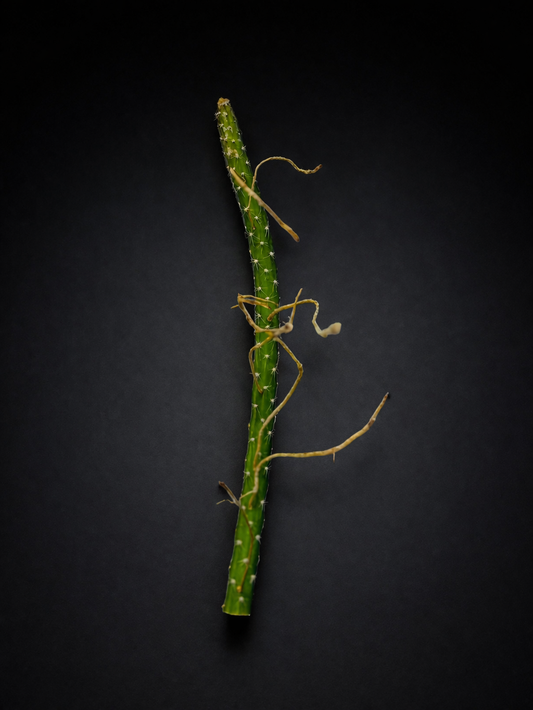 Selenicereus Grandiflorus - Nattens Dronning - Stikling