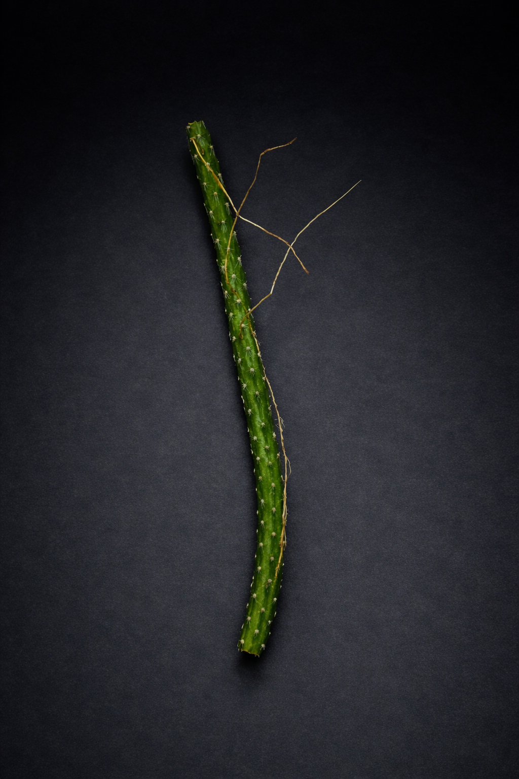 Selenicereus Grandiflorus - Nattens Dronning - Stikling